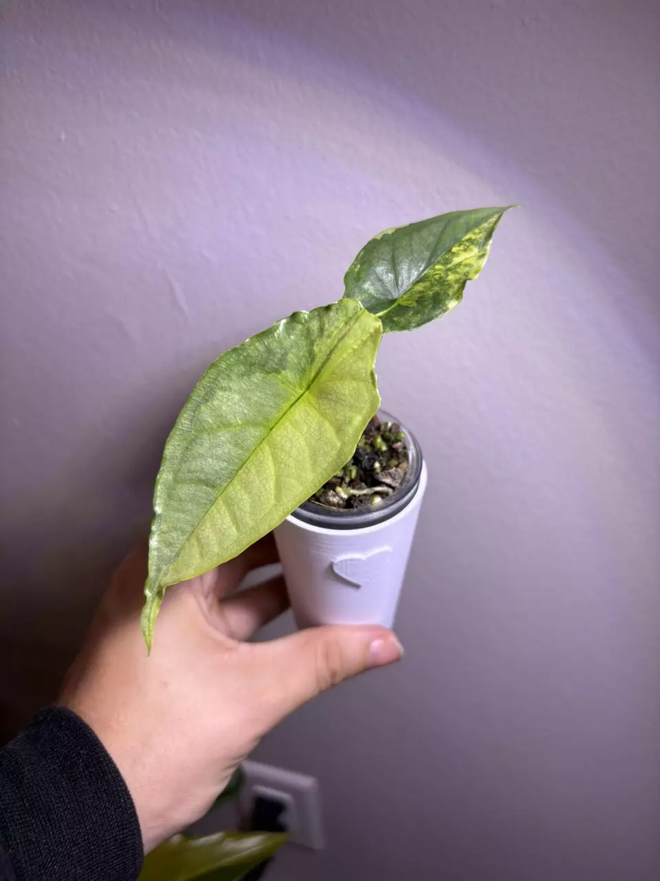 plant/✨Alocasia Dragons Breath Aurea ✨-0