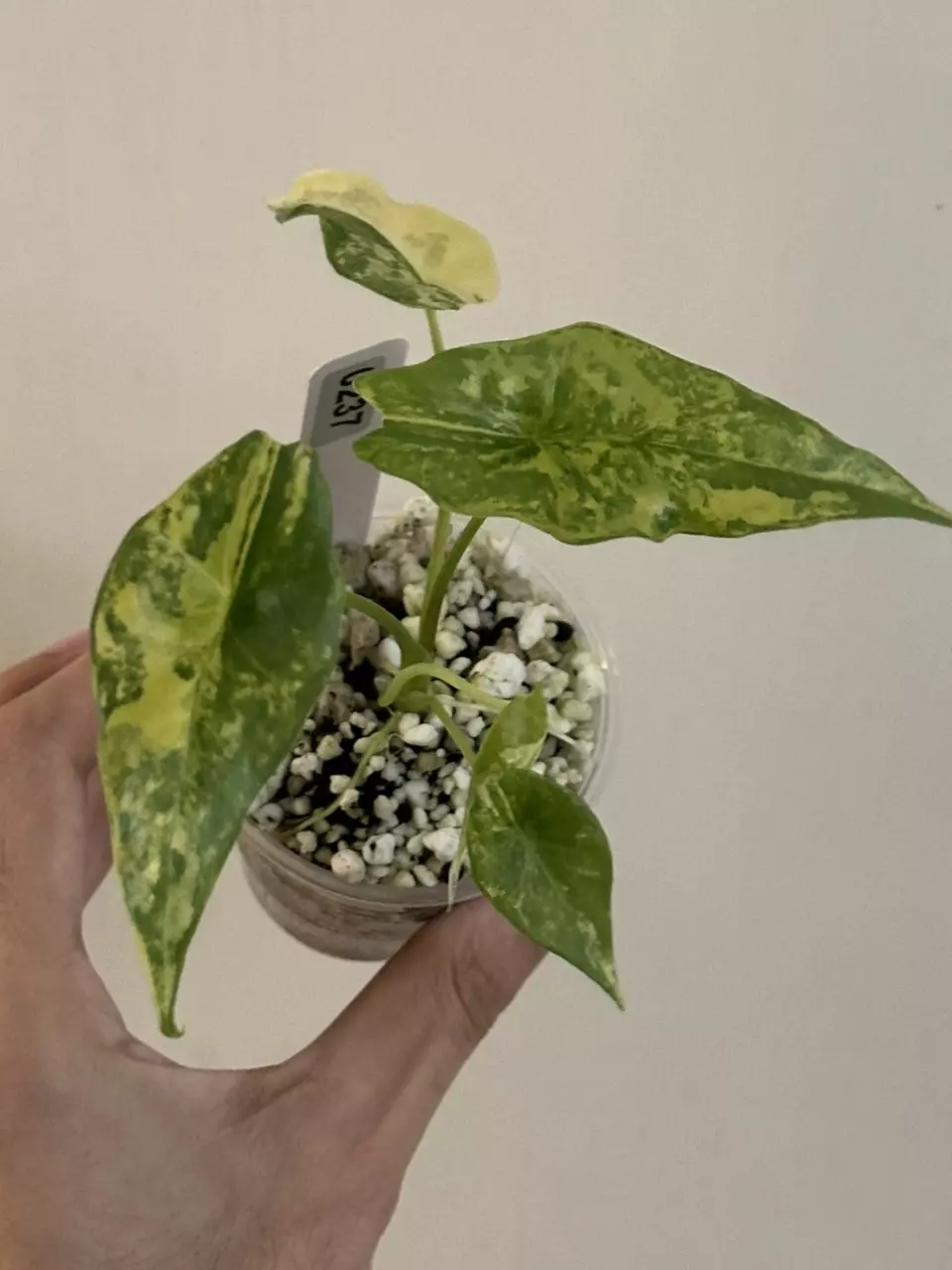 plant/Alocasia Simpo aurea var #237-0