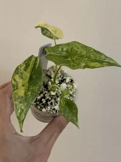 plant/Alocasia Simpo aurea var #237-0-thumbnail