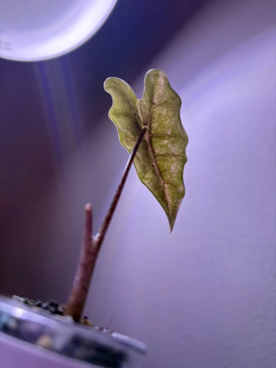 plant/✨Alocasia Sanderiana Aurea✨-2