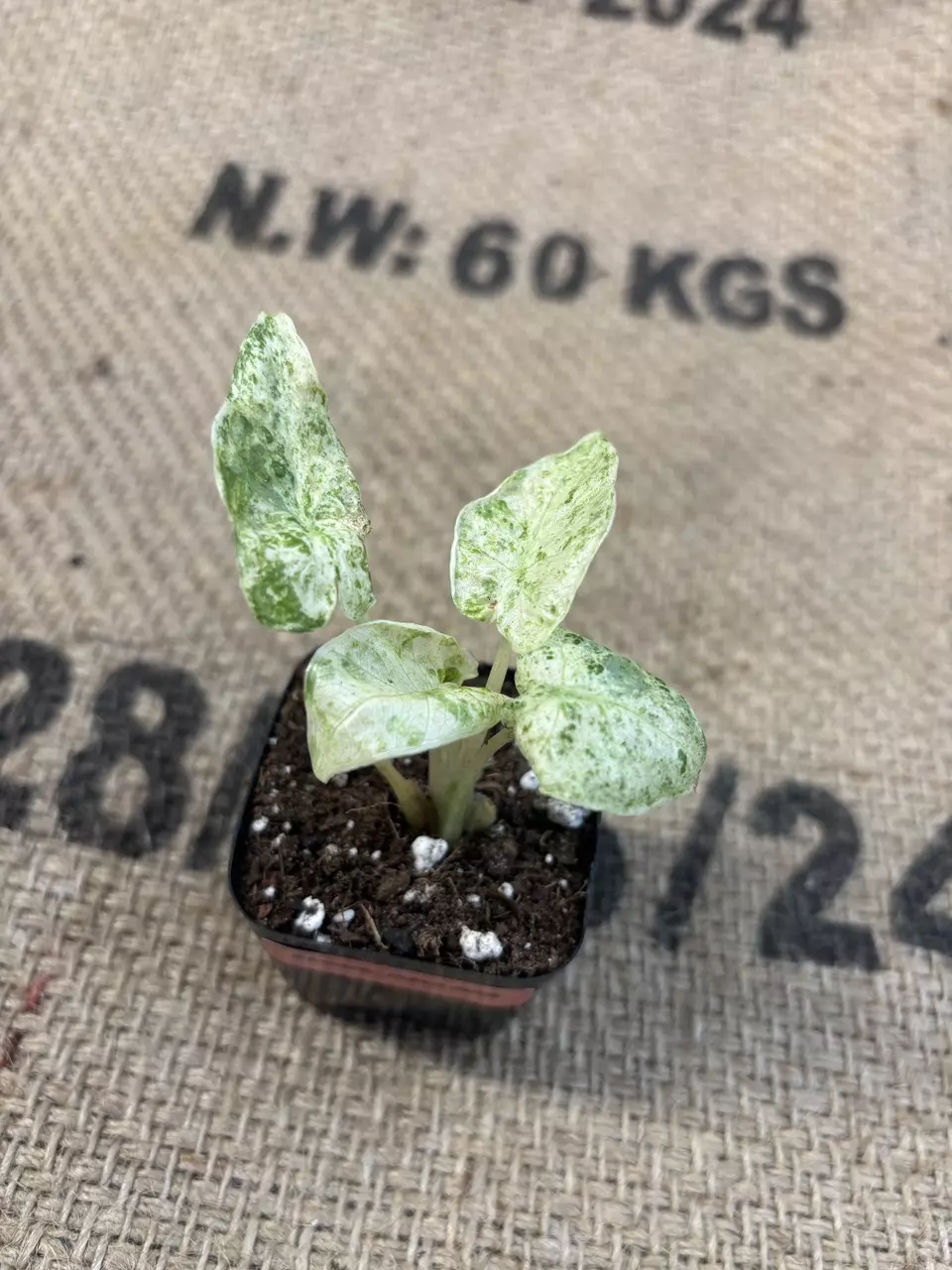 plant/Alocasia Odora Batik-1