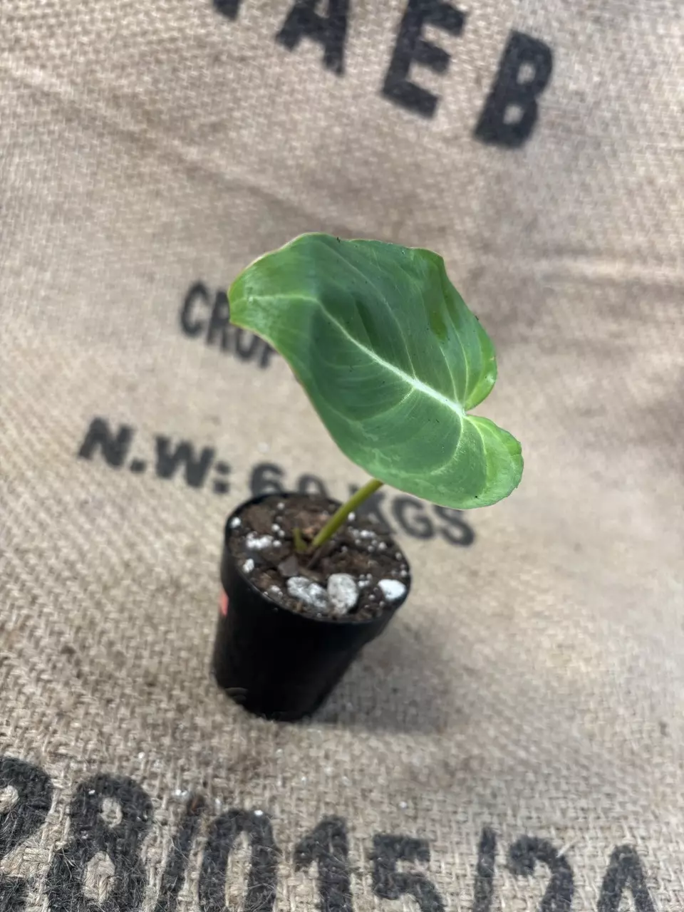 plant/Philodendron Gloriosum-1