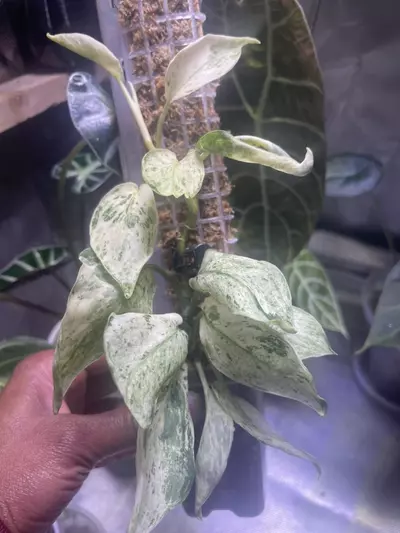 plant/Scindapsus Jade Satin Marble-2-thumbnail