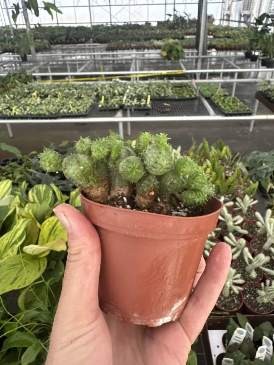 plant/Euphorbia Monstrose 4” pot growers choice-6