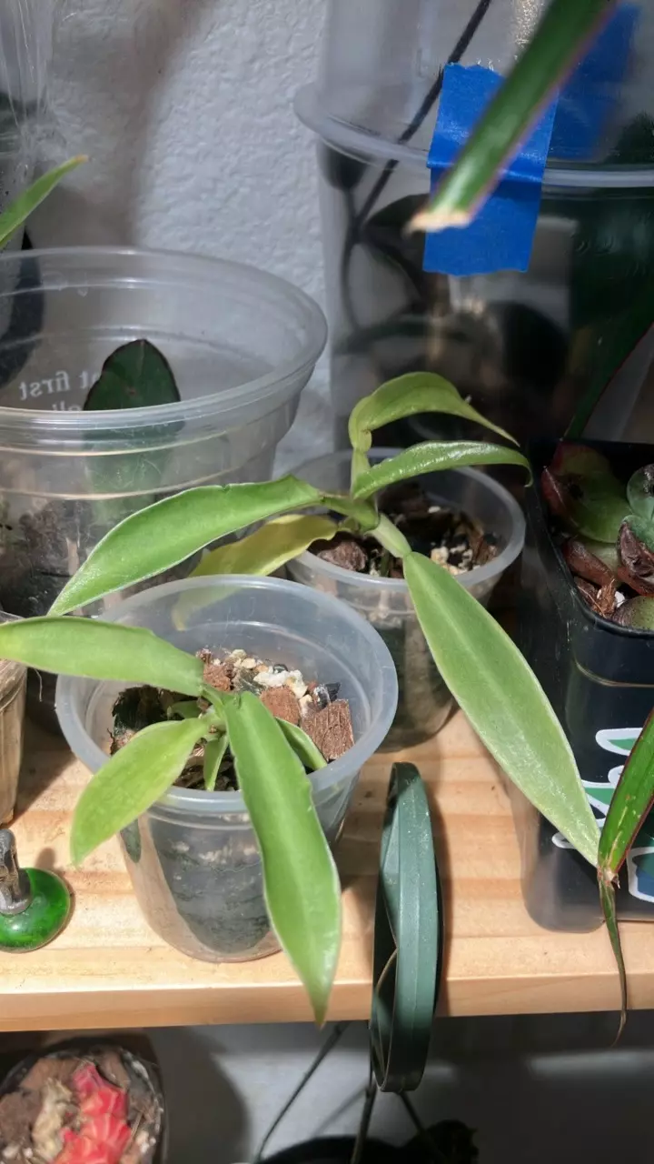 plant/Philodendron tortum-0