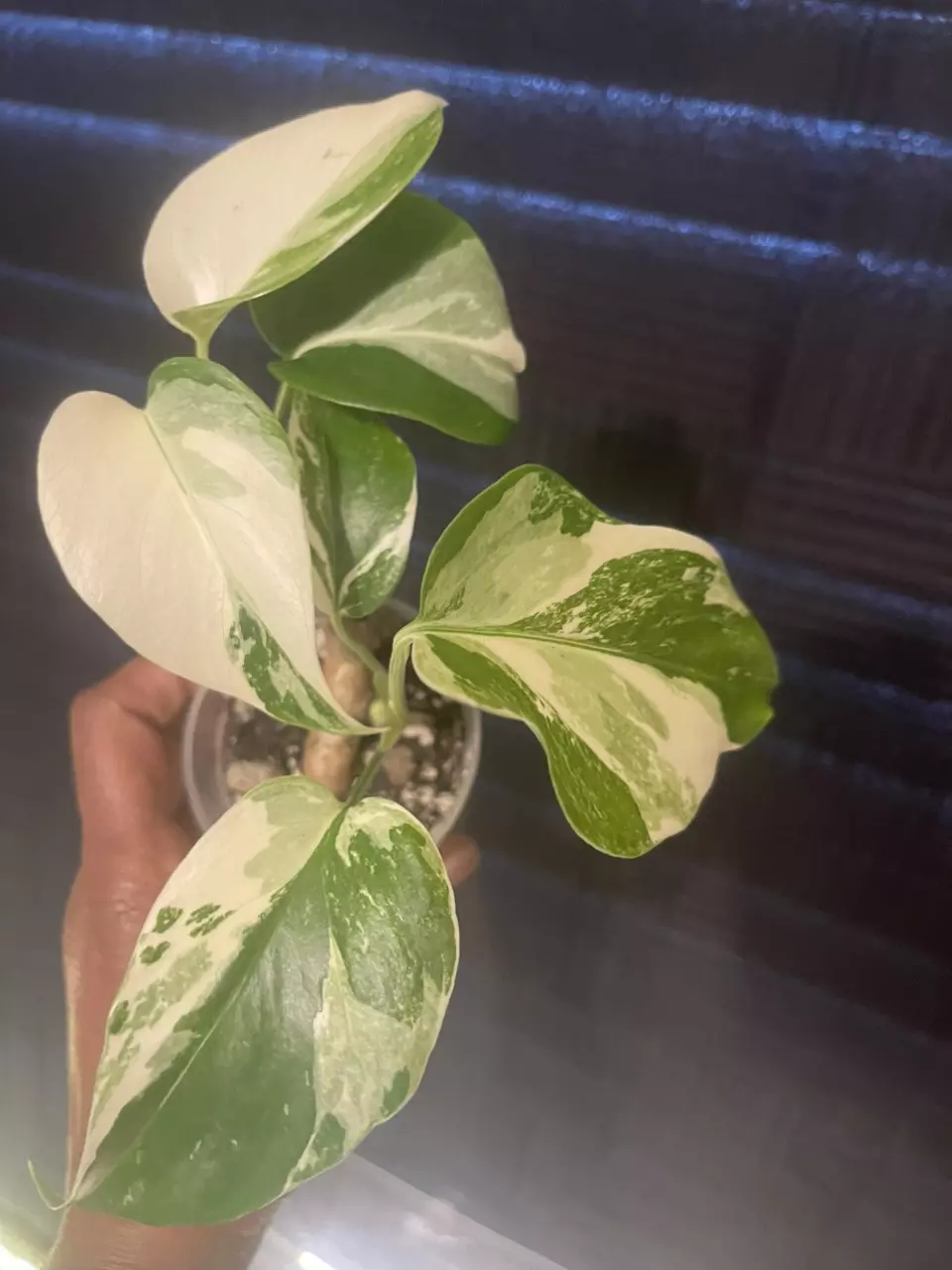 plant/Monstera Albo-0