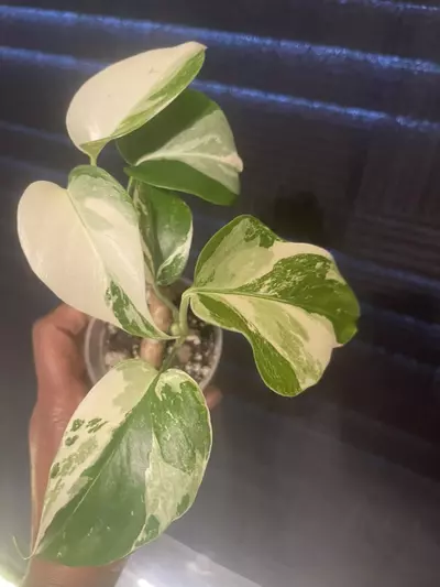 plant/Monstera Albo-0-thumbnail