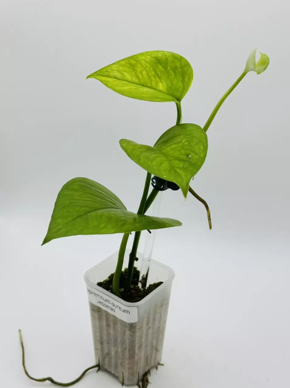 plant/Epipremnum aureum ‘Jessenia’-0