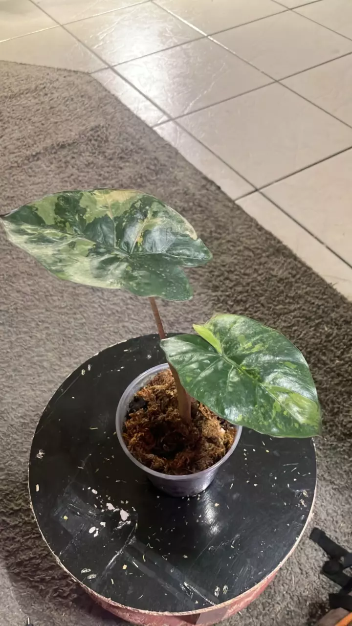 plant/Alocasia Yucatán princess variegated-0