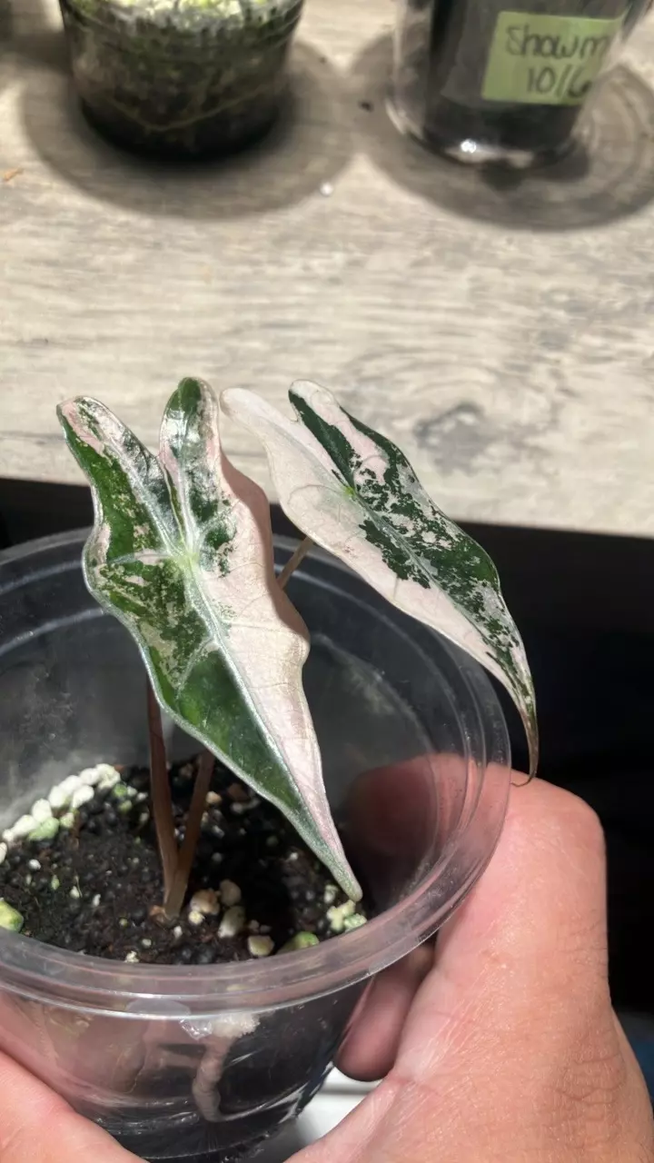 plant/Alocasia Nobilis Variegated-1