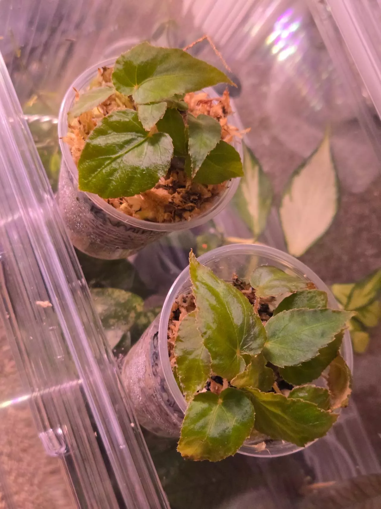 plant/Begonia Pavonina-2