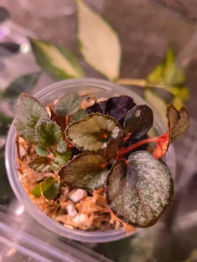 plant/Begonia Red Kiss-0-thumbnail