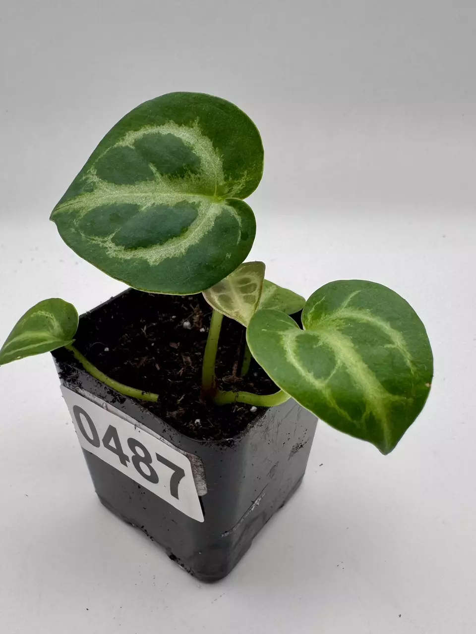 plant/Anthurium Dorayaki by Kartel Daun 0487-0