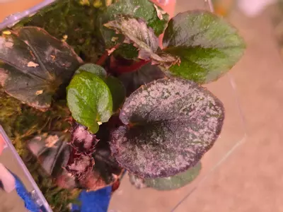 plant/Begonia Red Kiss-4-thumbnail