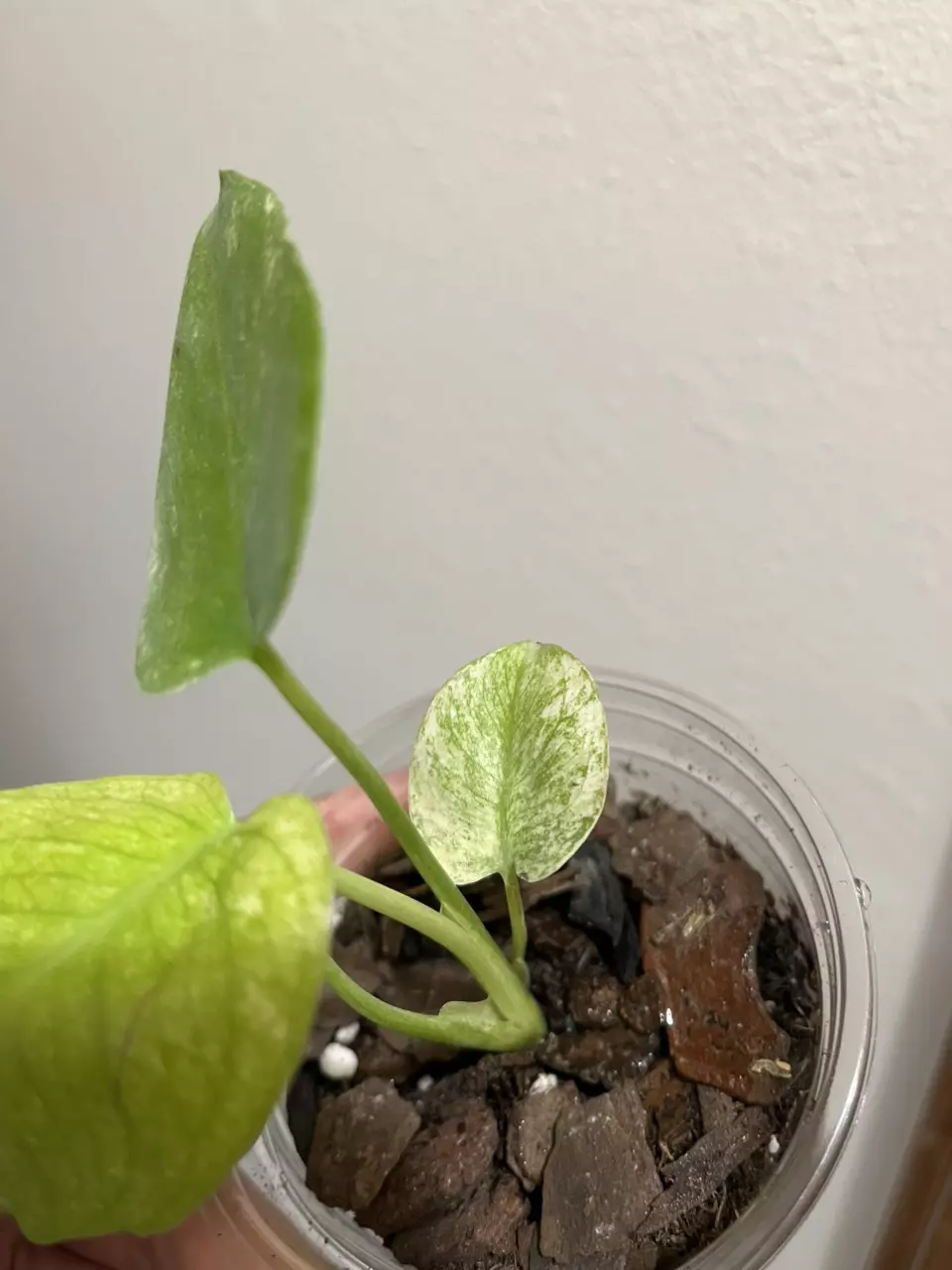 plant/Monstera Mint-3