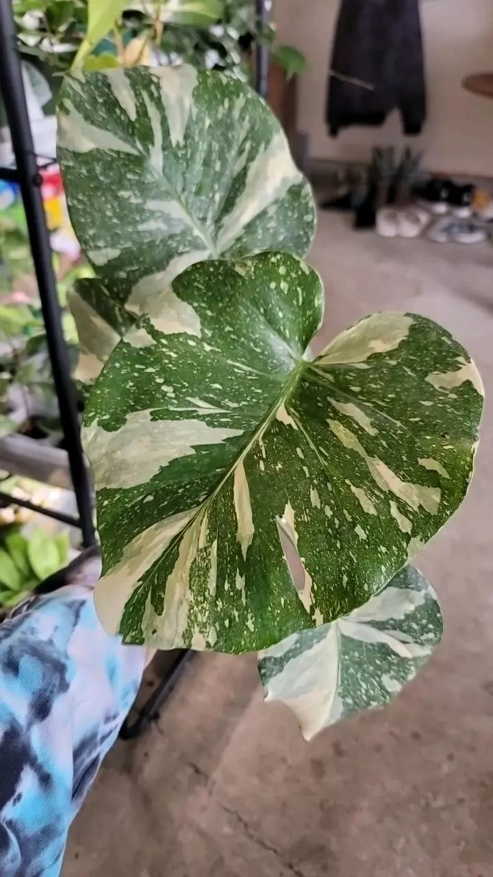 plant/Monstera Thai Con-0