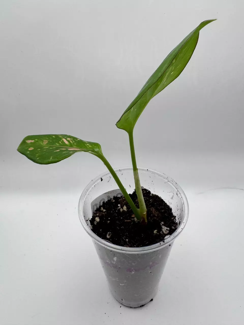 plant/Aglaonema Anyamanee Tricolor 0490-2