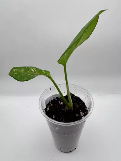 plant/Aglaonema Anyamanee Tricolor 0490-2-thumbnail