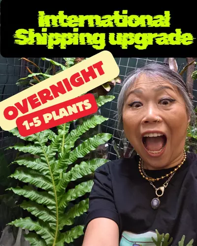 shipping_upgrade/Overnight International Import Shipping Upgrade-0-thumbnail