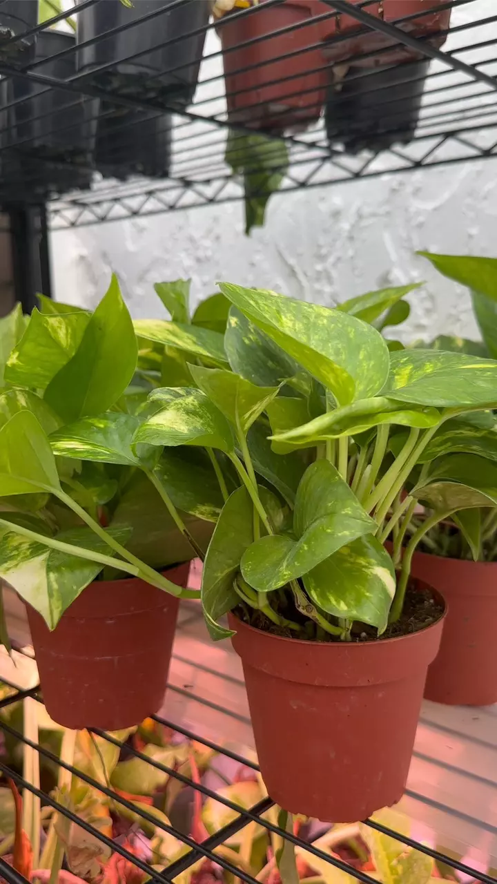 plant/Hawaiian Pothos 4 Inch Pot - Epipremnum Aureum-2