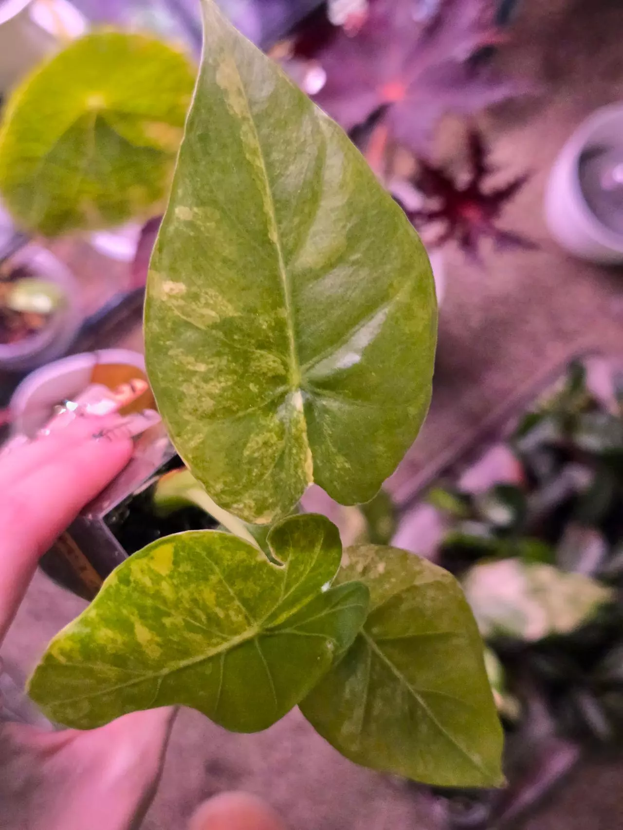 plant/Alocasia Gageana Aurea Pups-0