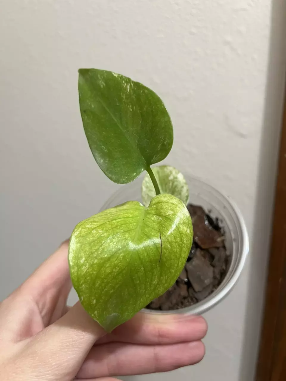 plant/Monstera Mint-0