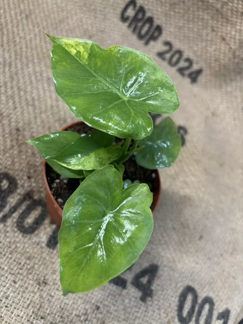 plant/Alocasia Gageana Aurea-4