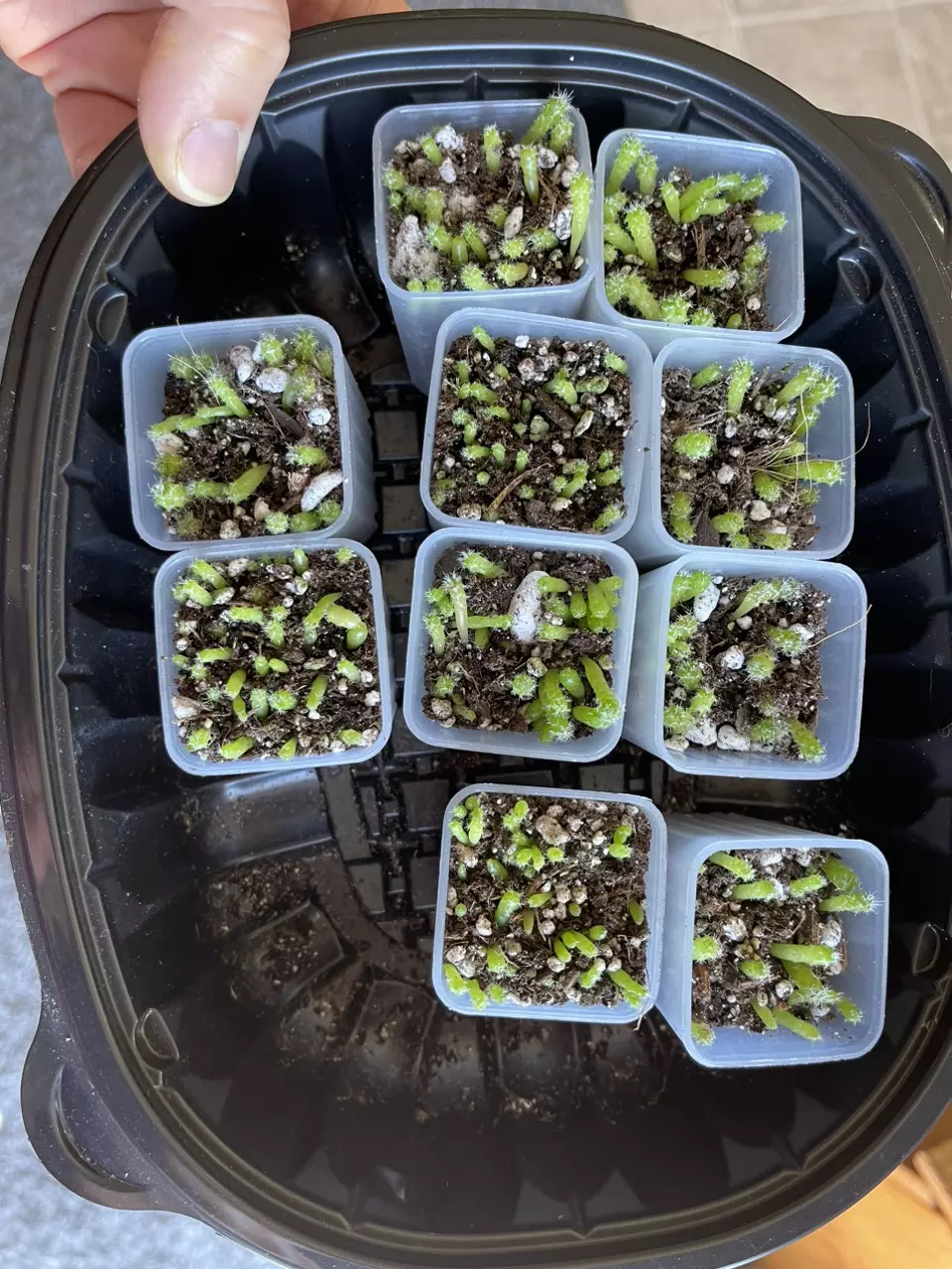 plant/Assorted Cactus seedlings-2