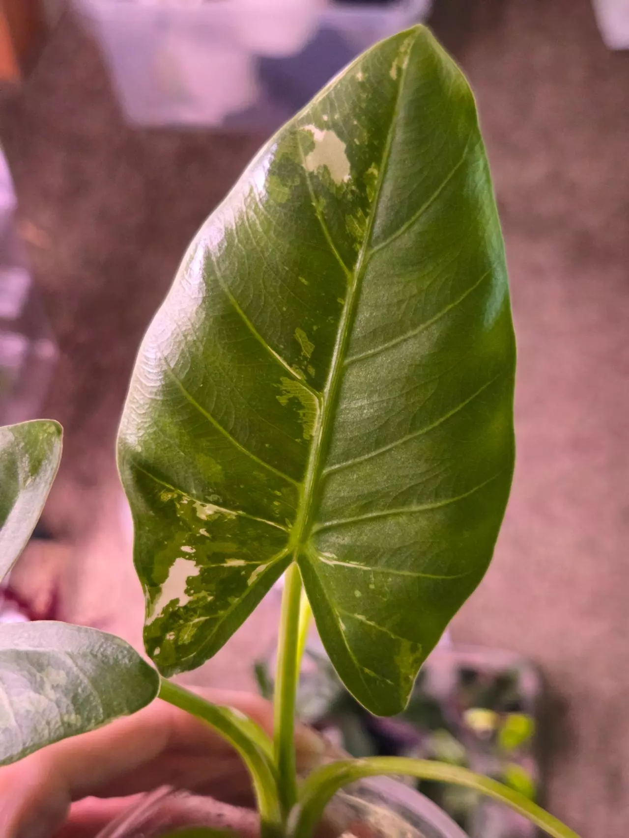 plant/Varigated No ID Alocasia-1