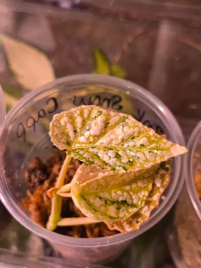 plant/Begonia Pink Varigated Snow Capp-1-thumbnail