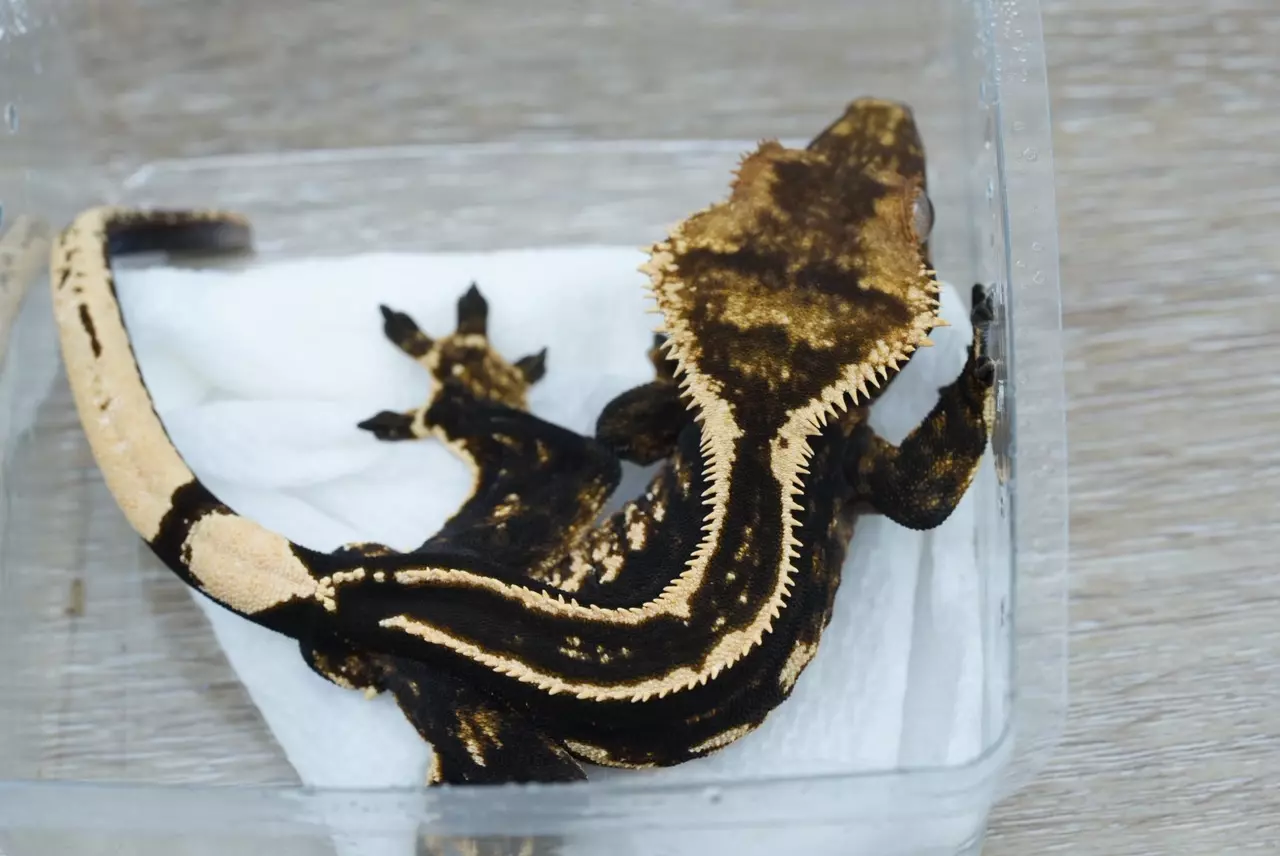 plant/288 super empty back rtb male (voyager sea legs)-0