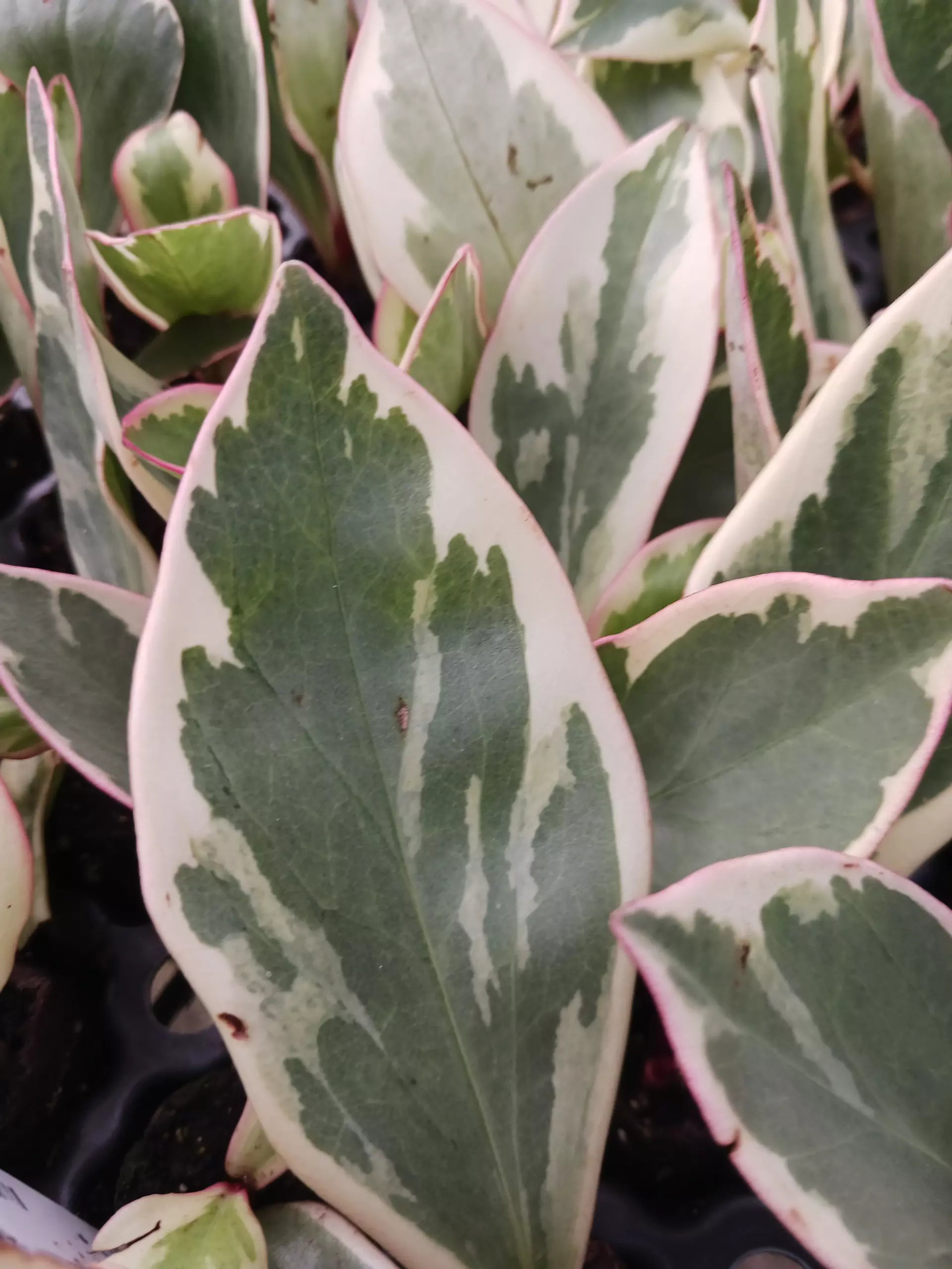 plant/Ginny Peperomia-0