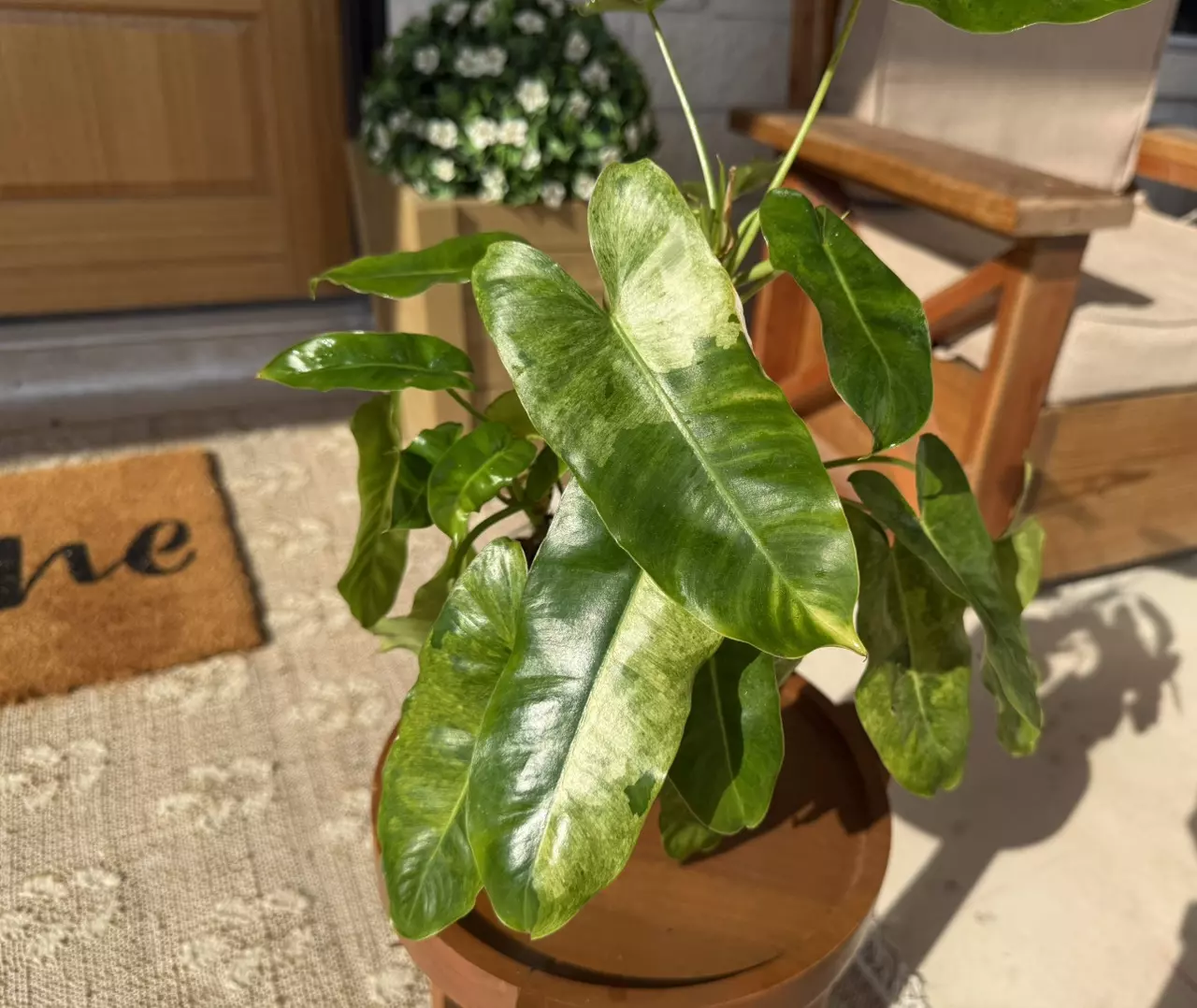 plant/Philodendron Burle Marx Mint-0