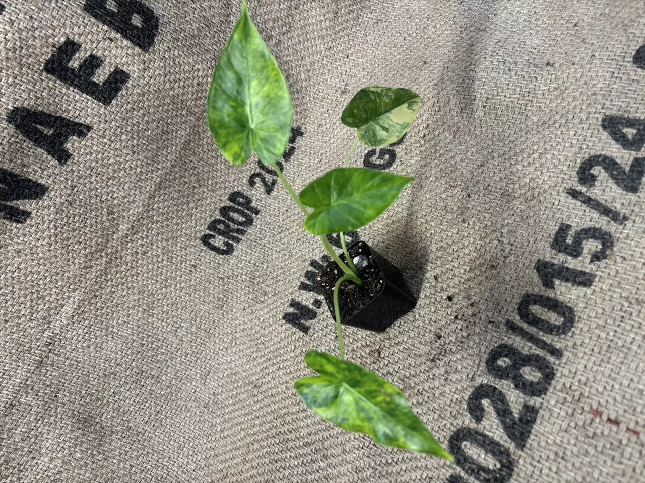 plant/Alocasia Gageana Aurea-2