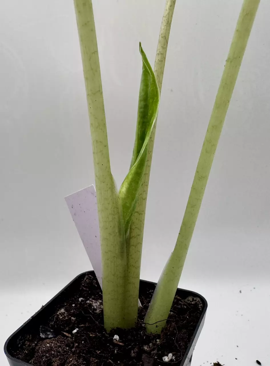 plant/Alocasia Macrorrhiza variegated 0489-2