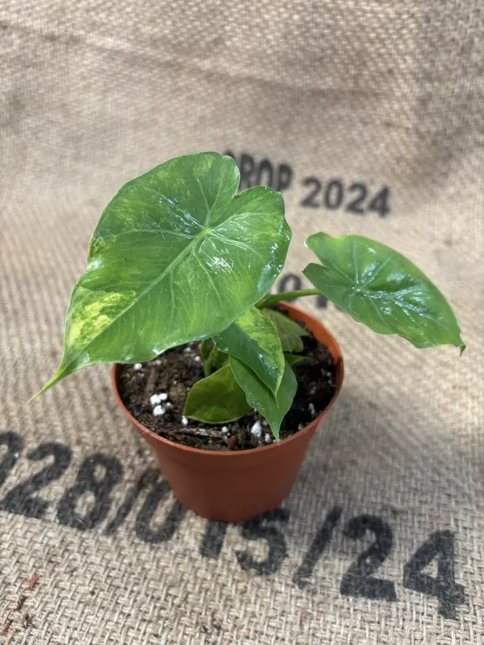 plant/Alocasia Gageana Aurea-1