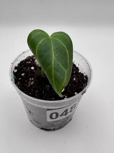 plant/Anthurium Michelle x Sargent Duke (variegated Indo Forgetti) 0488-0-thumbnail