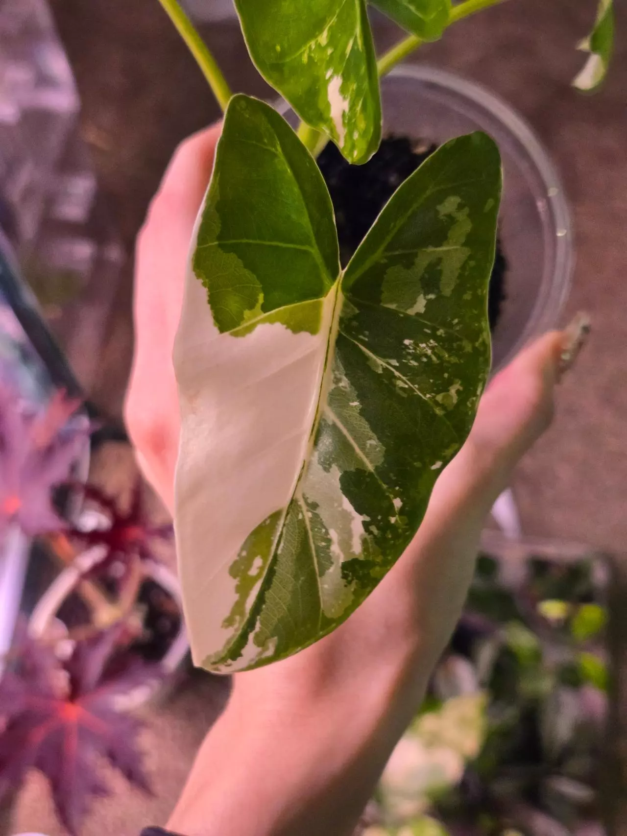 plant/Varigated No ID Alocasia-0