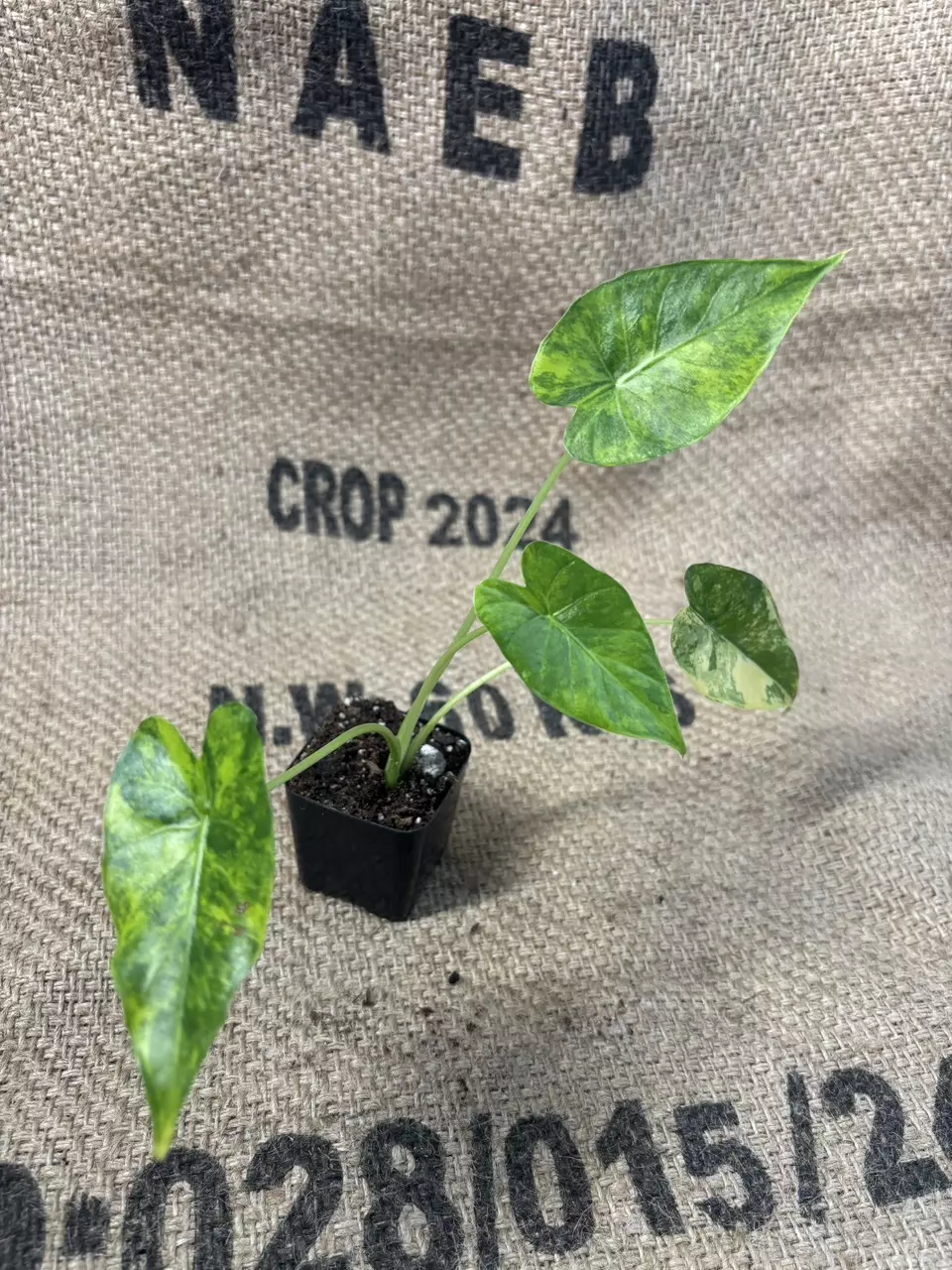 plant/Alocasia Gageana Aurea-0