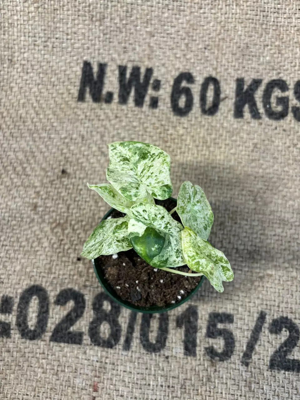 plant/Alocasia Odora Batik-1