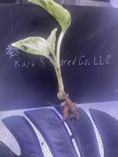 plant/Teruno Love Song-2-thumbnail