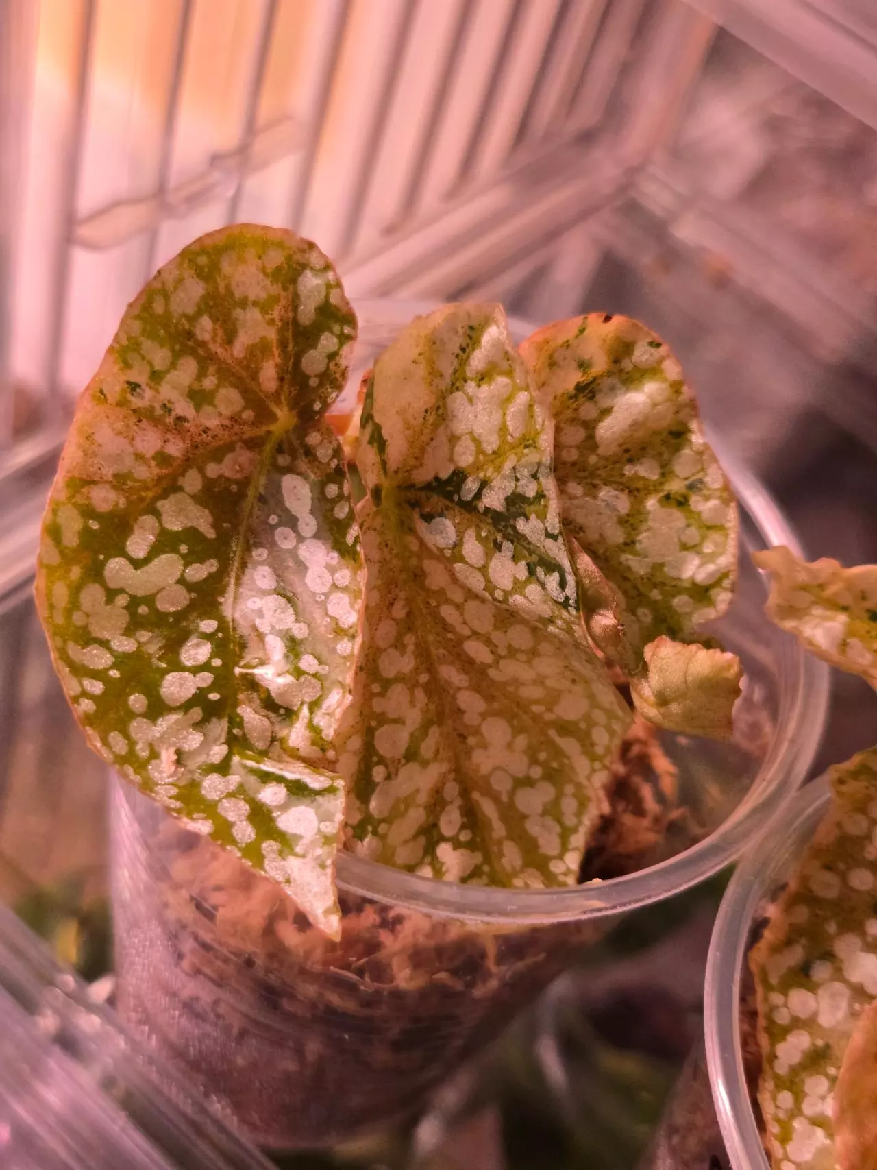 plant/Begonia Pink Varigated Snow Capp-1