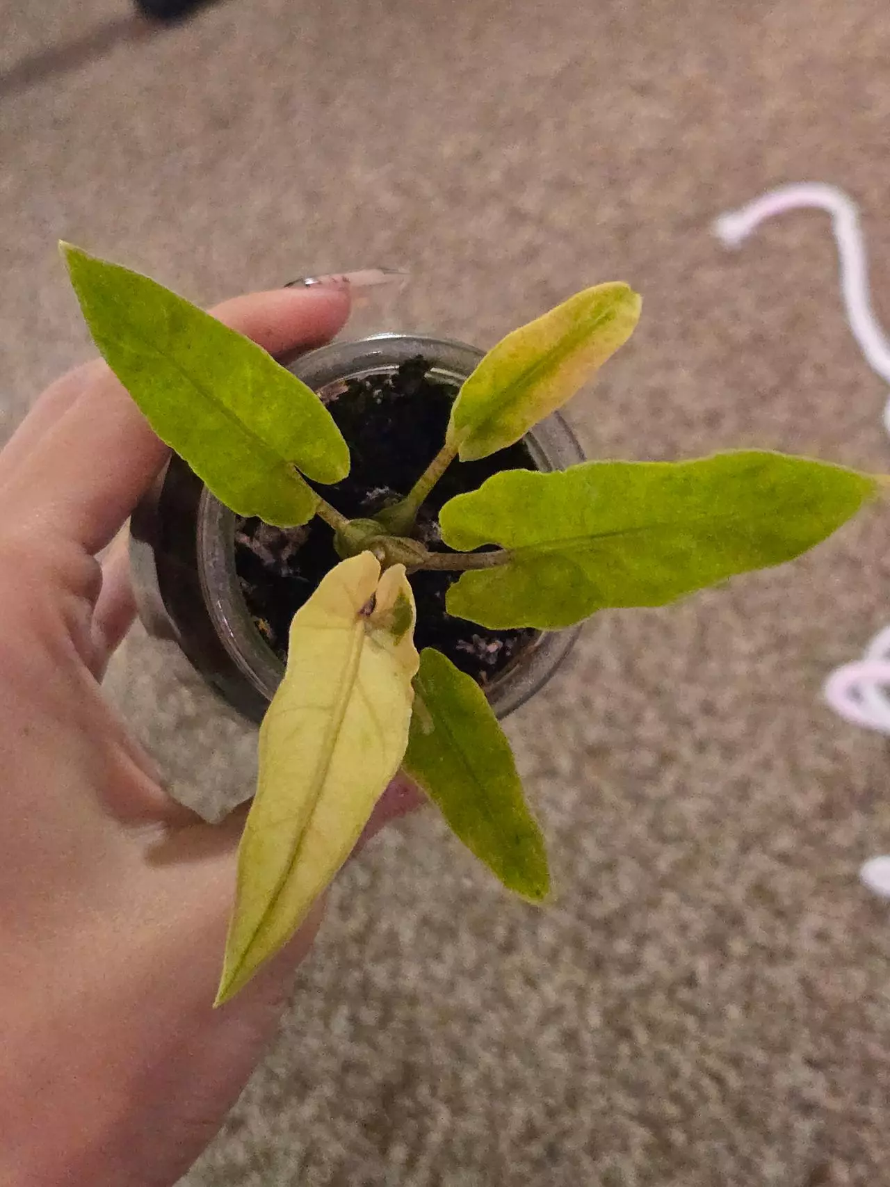 plant/Alocasia Lauterbachiana Mint-0