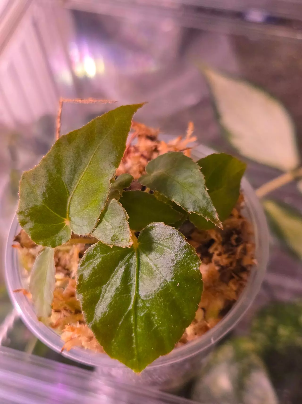 plant/Begonia Pavonina-0