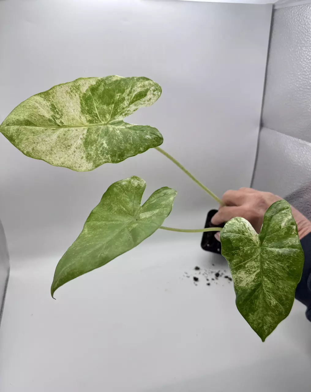 plant/Alocasia Macrorrhiza variegated 0489-1