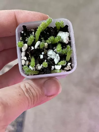 plant/Assorted Cactus seedlings-1-thumbnail