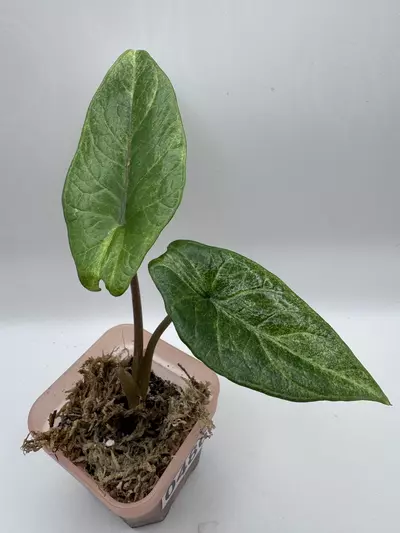 plant/Alocasia Scalprum Mint 0486-0-thumbnail