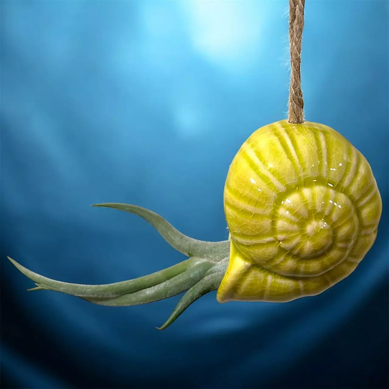 plant/Snail shell and air plant Tillandsia Medusae-0