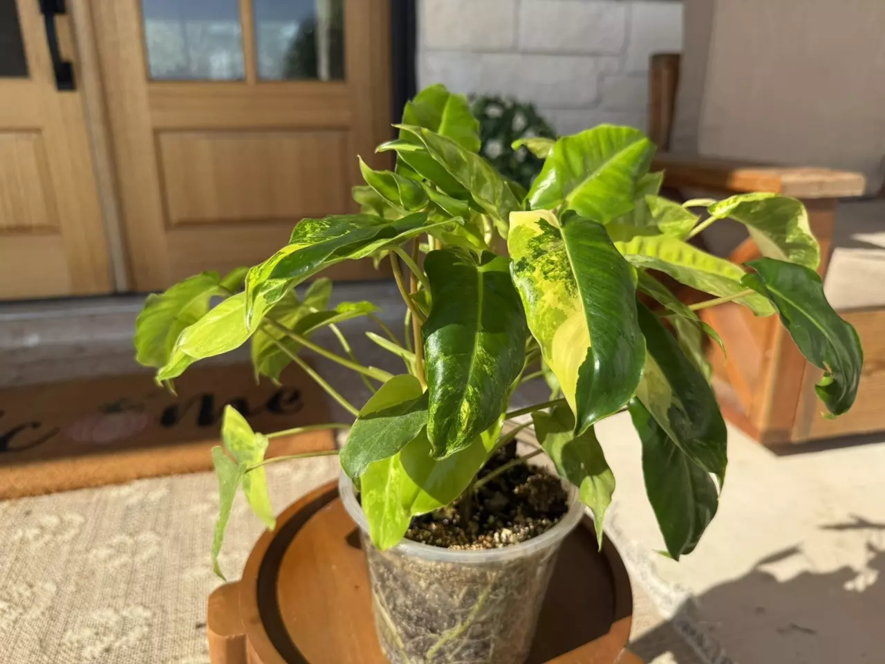 plant/Philodendron Burle Marx Mint-8