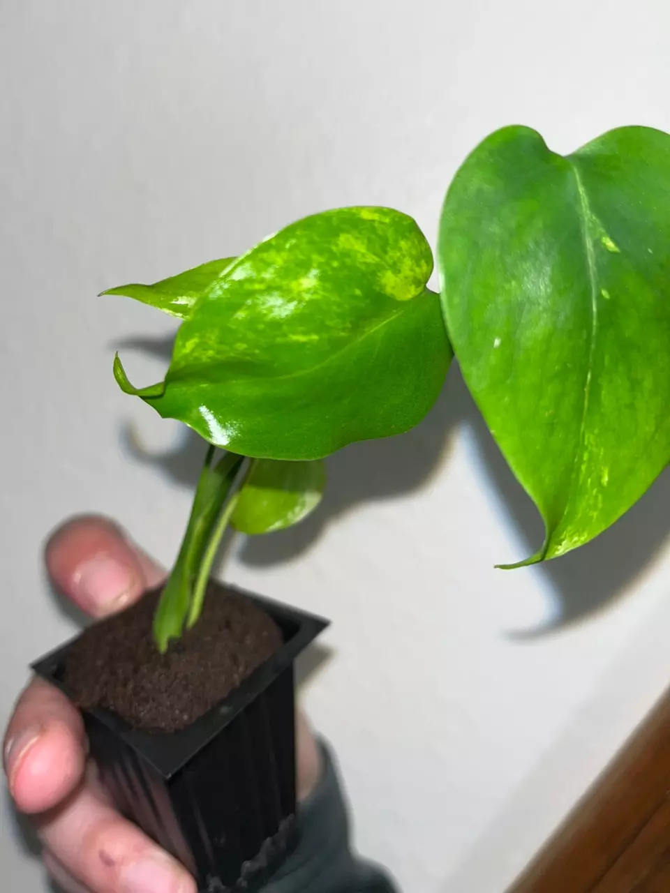 plant/Monstera Yellow Marilyn-0